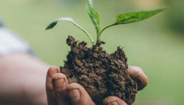 A close-up image of a hand holding soil and a spouting bud is shown. 